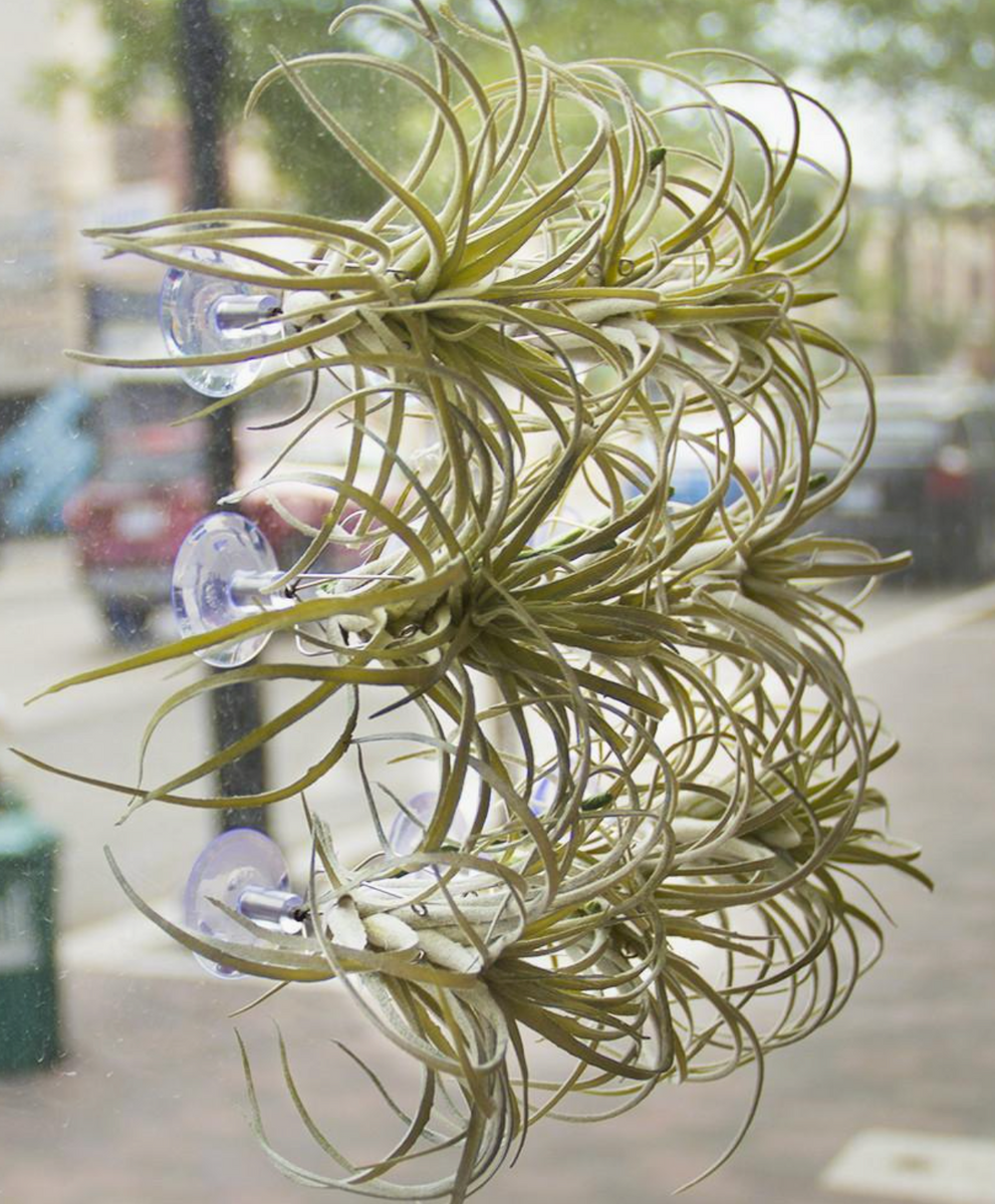 pamina air plant holder Air Plant Holder Terrarium Plant Set